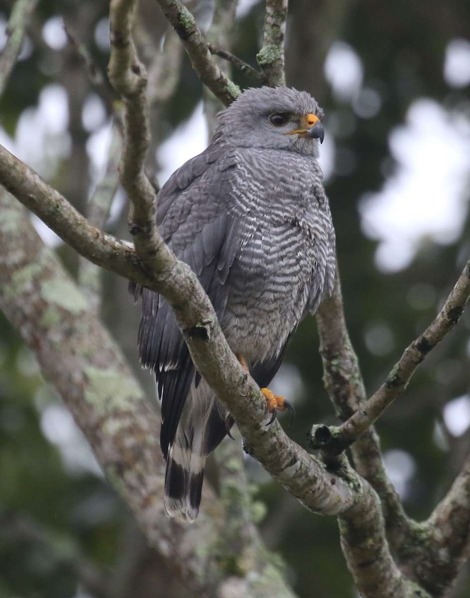 ミナミハイイロノスリ - ML650690005