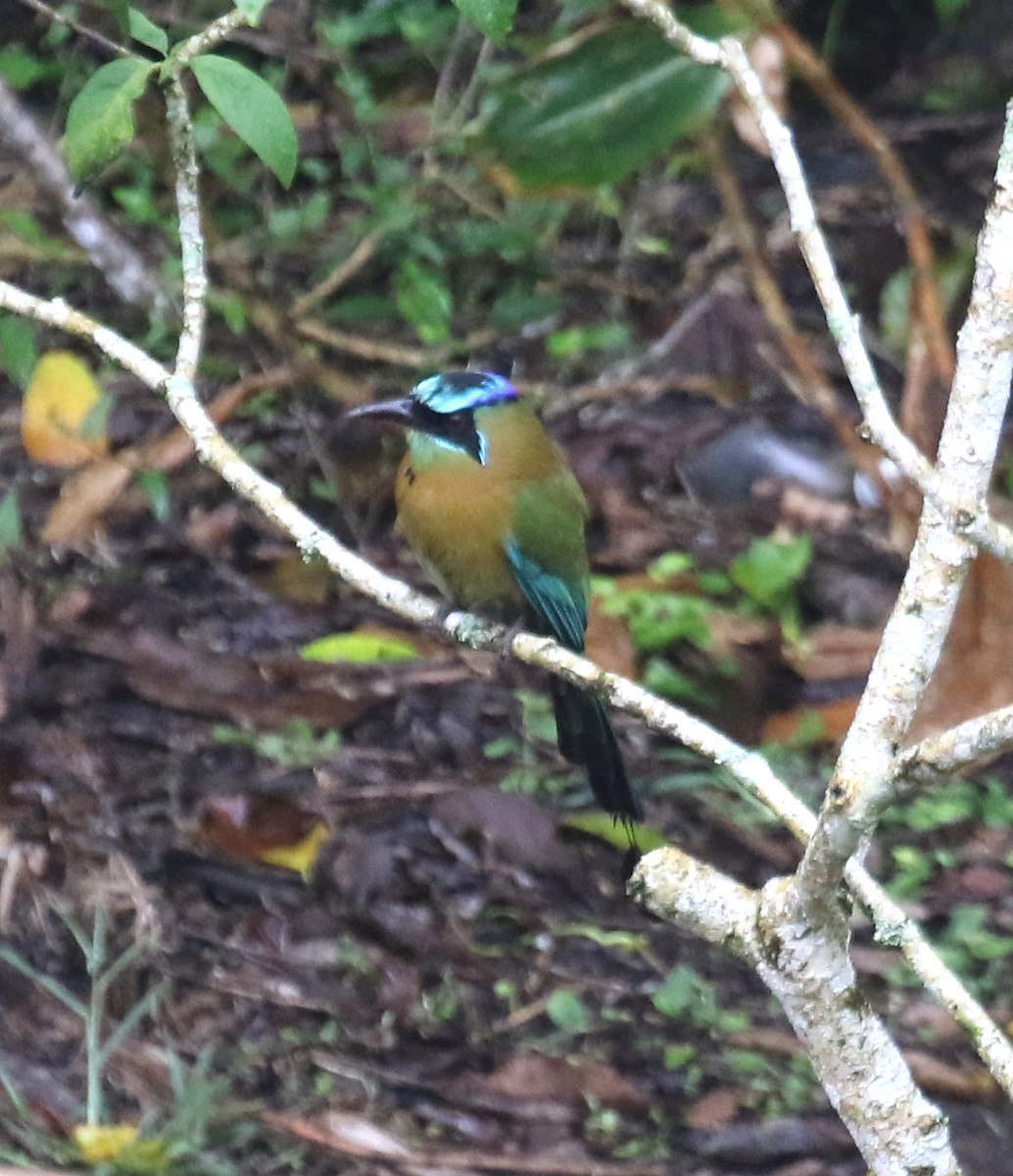 レッソンハチクイモドキ - ML650690013