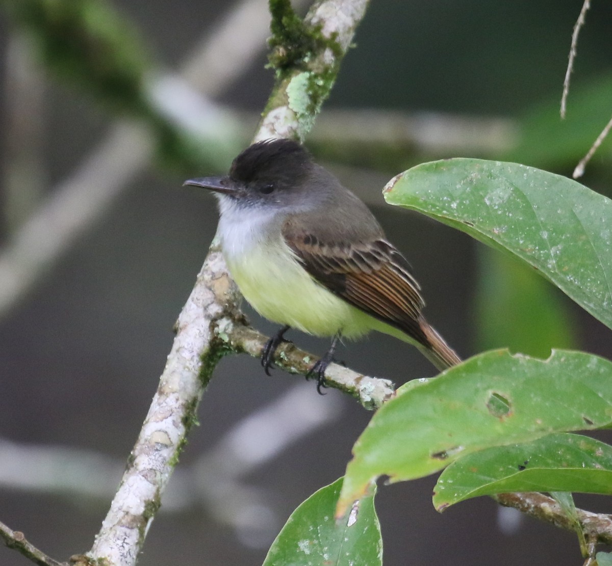 オリーブヒタキモドキ - ML650690019