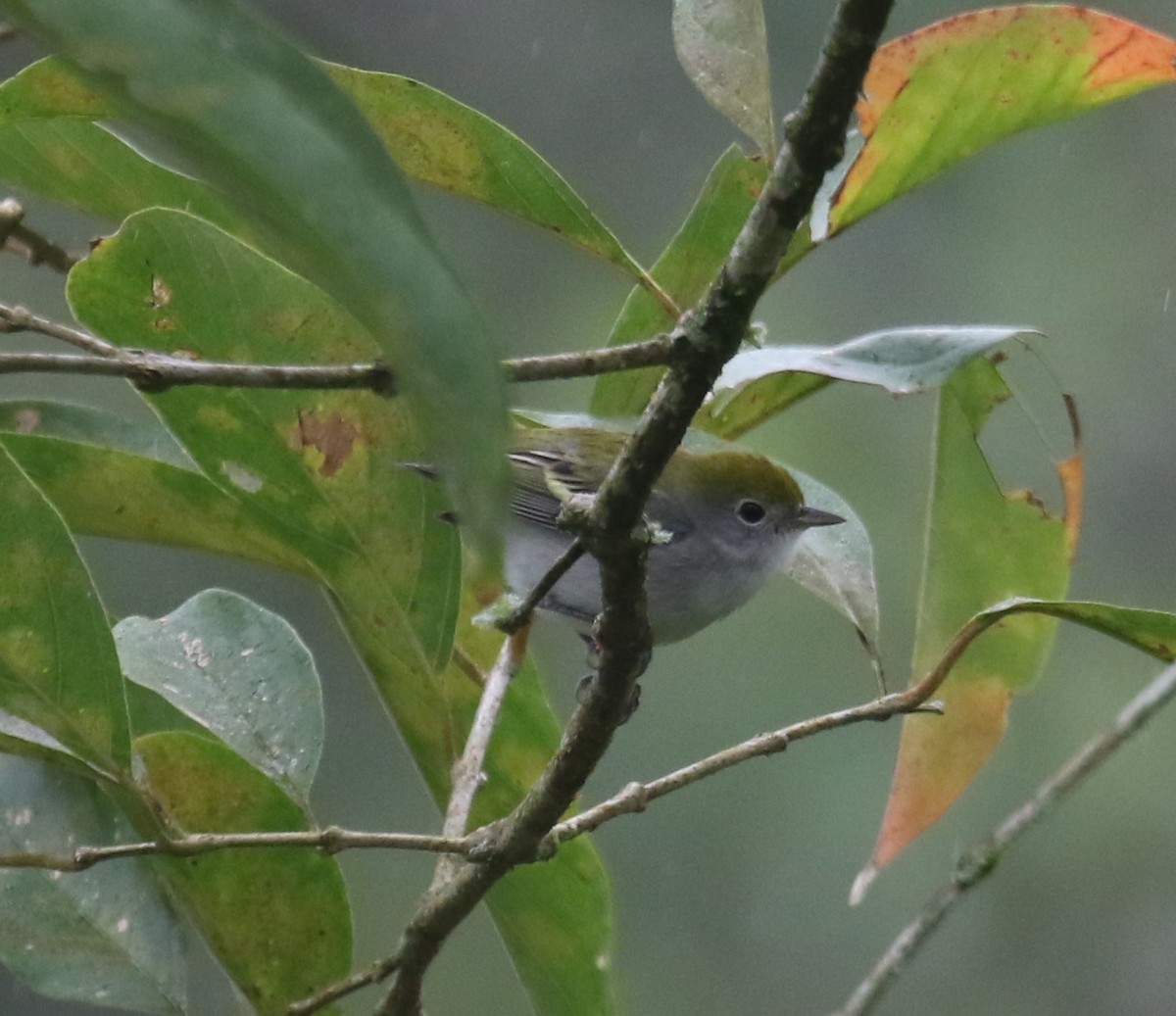 ワキチャアメリカムシクイ - ML650690031