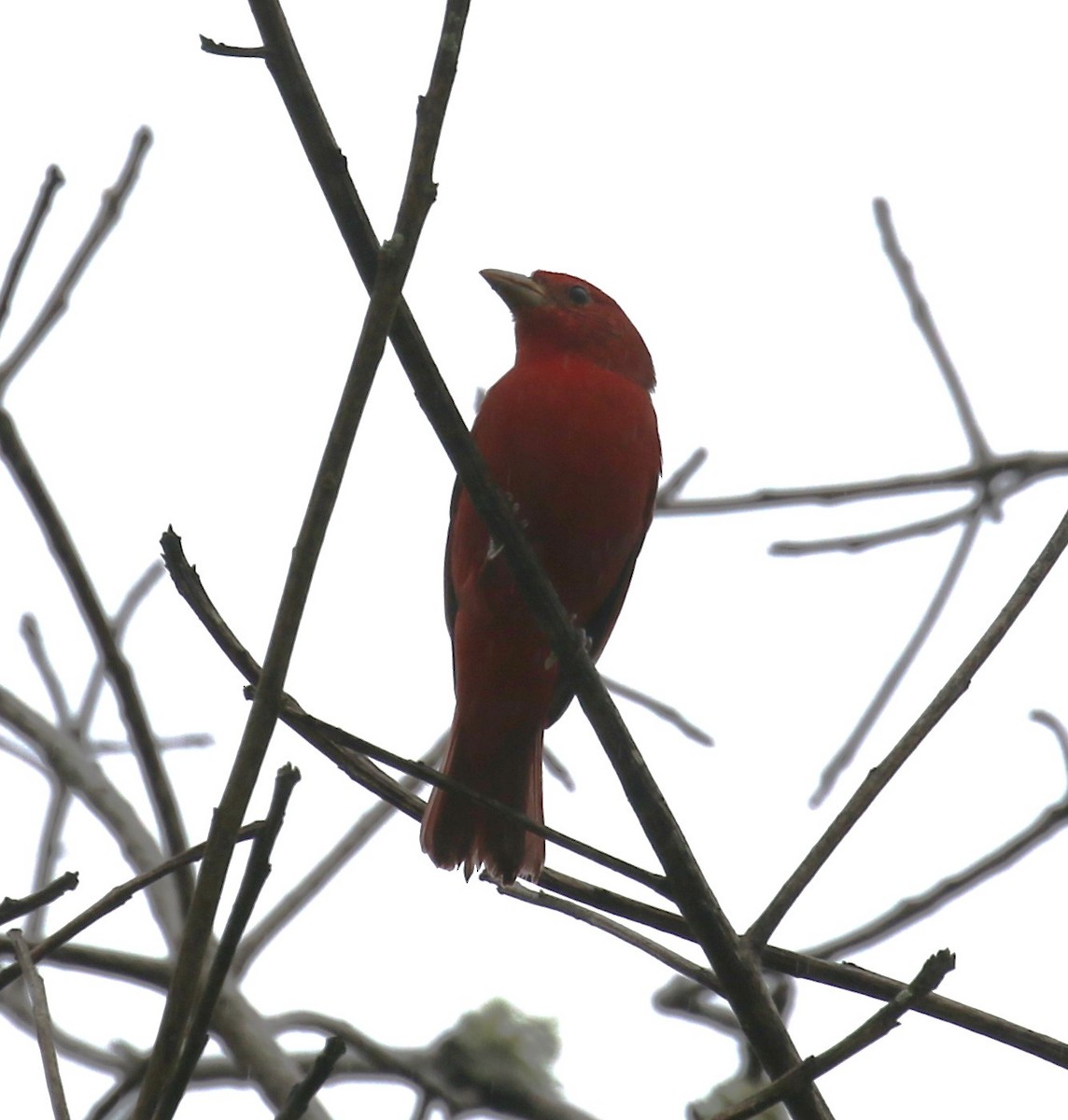 ナツフウキンチョウ - ML650690034