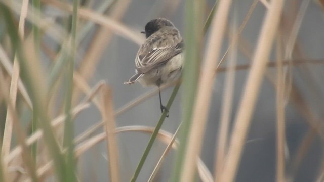 Tarabilla Coliblanca - ML650690043