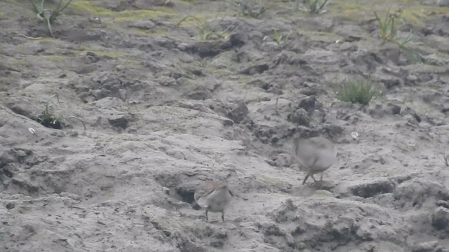 Correlimos de Temminck - ML650690071