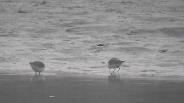 Correlimos de Temminck - ML650690072