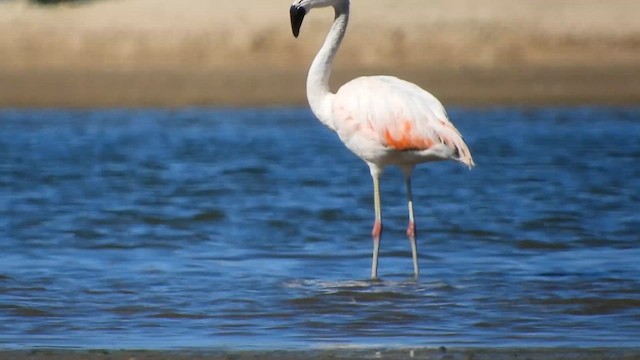 Flamenco Chileno - ML650690104