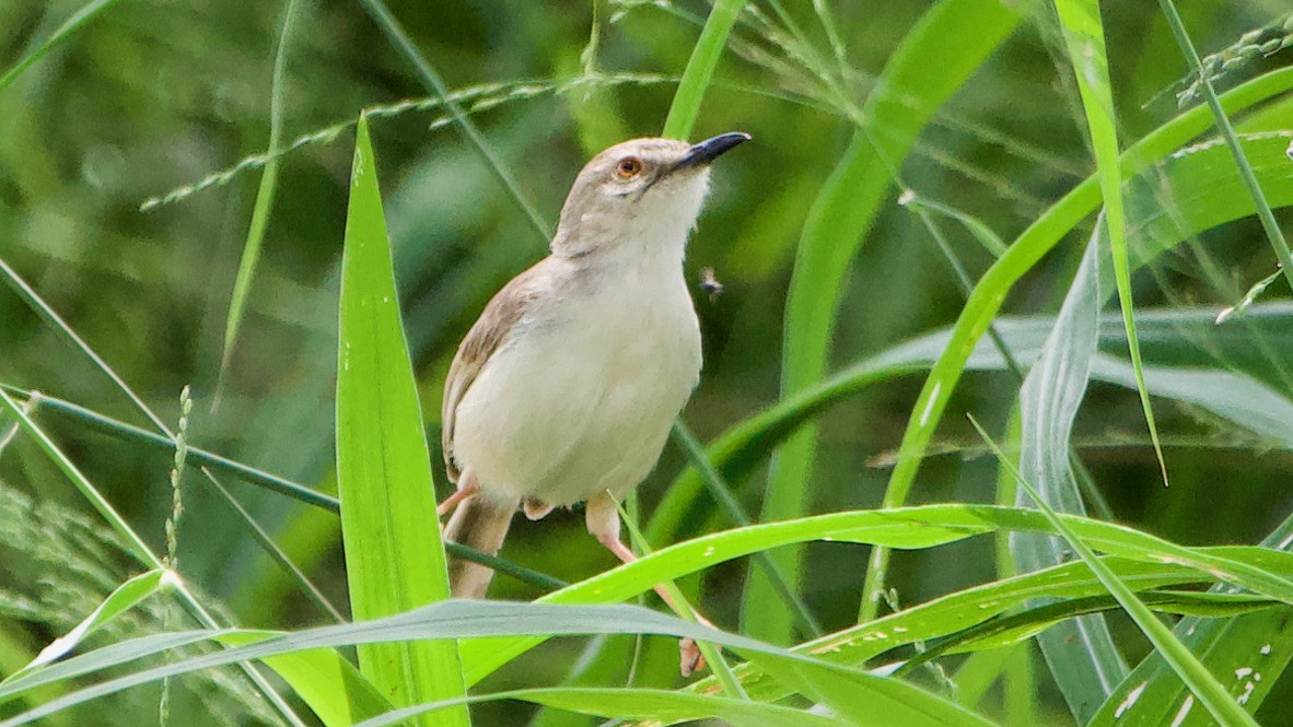 Tawny-flanked Prinia - ML650690120