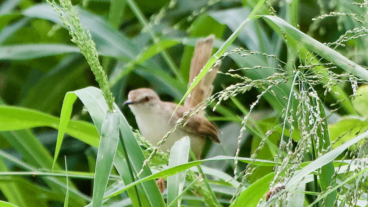 Tawny-flanked Prinia - ML650690121