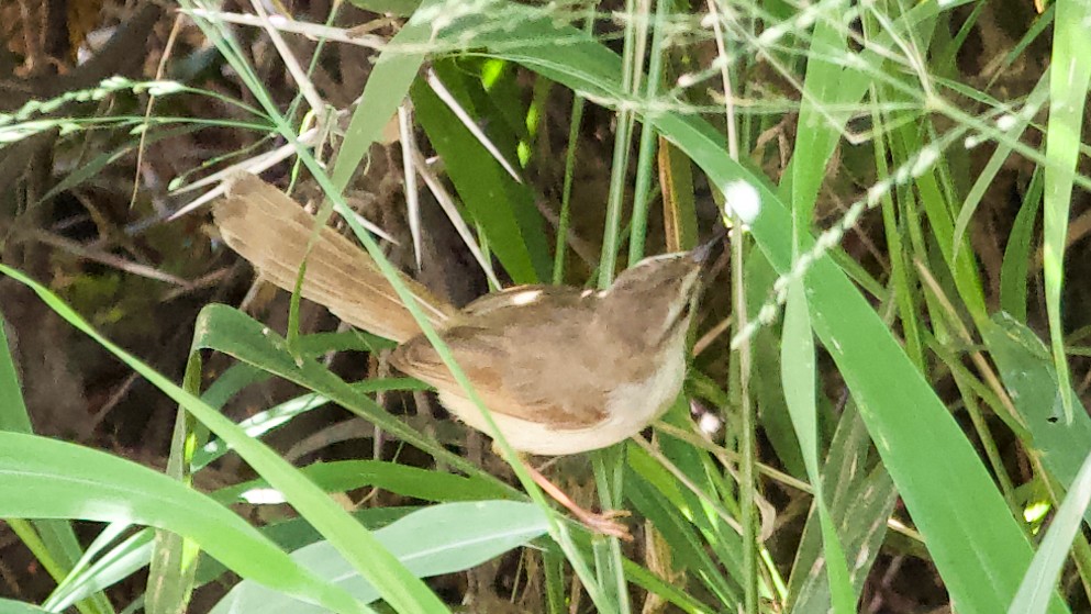 Tawny-flanked Prinia - ML650690122