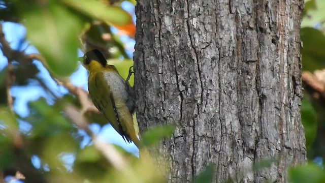 Pito Cabecinegro - ML650690185