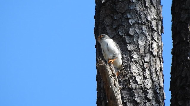 Halconcito Asiático - ML650690198