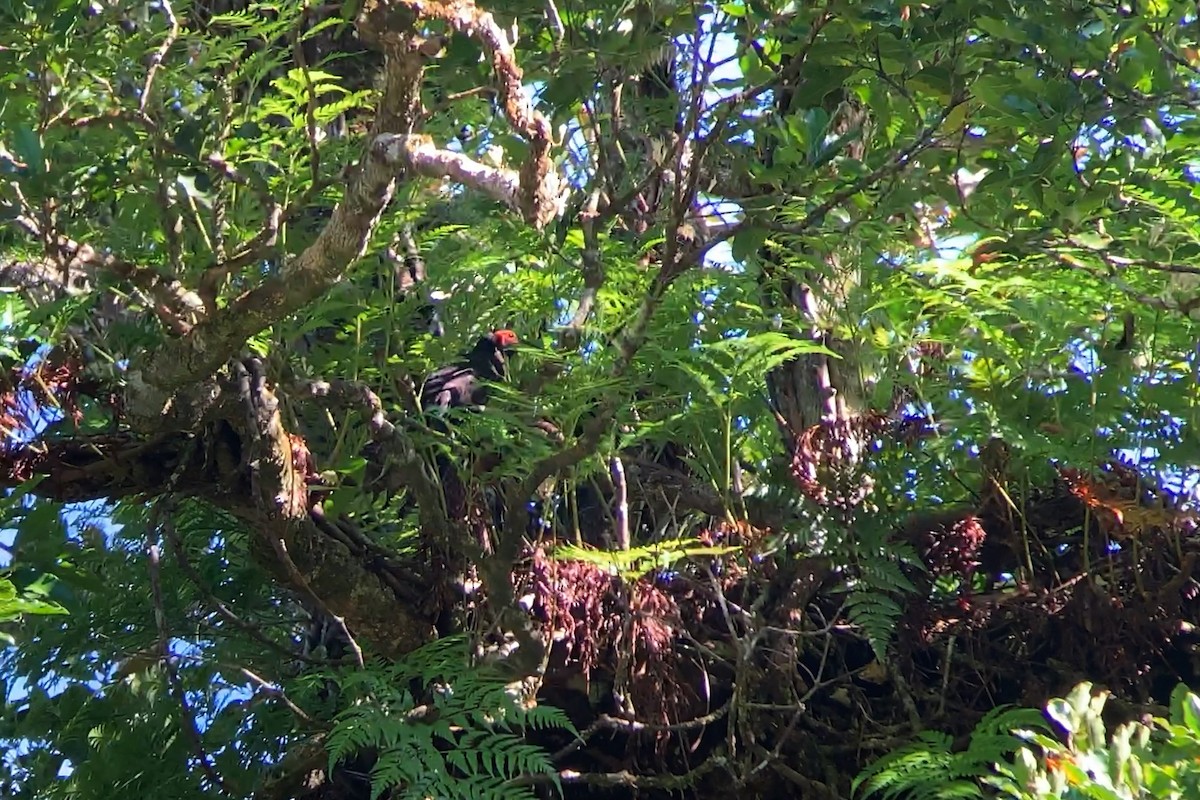 Crow Honeyeater - ML650690214