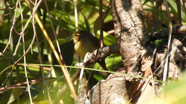 Mosquitero de David - ML650690257
