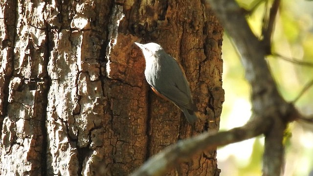 Trepador Indochino - ML650690269