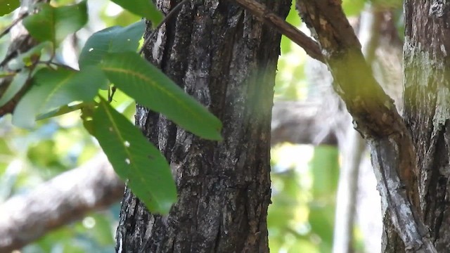 Trepador Indochino - ML650690270