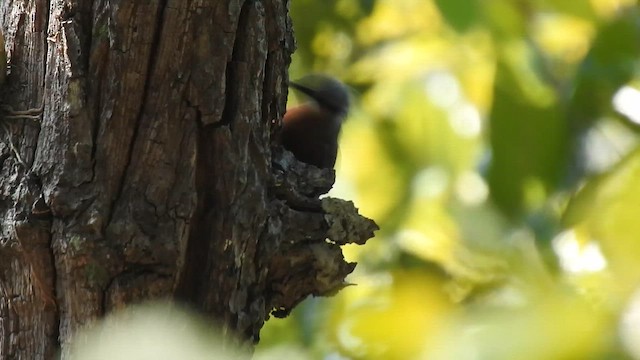 Trepador Indochino - ML650690271