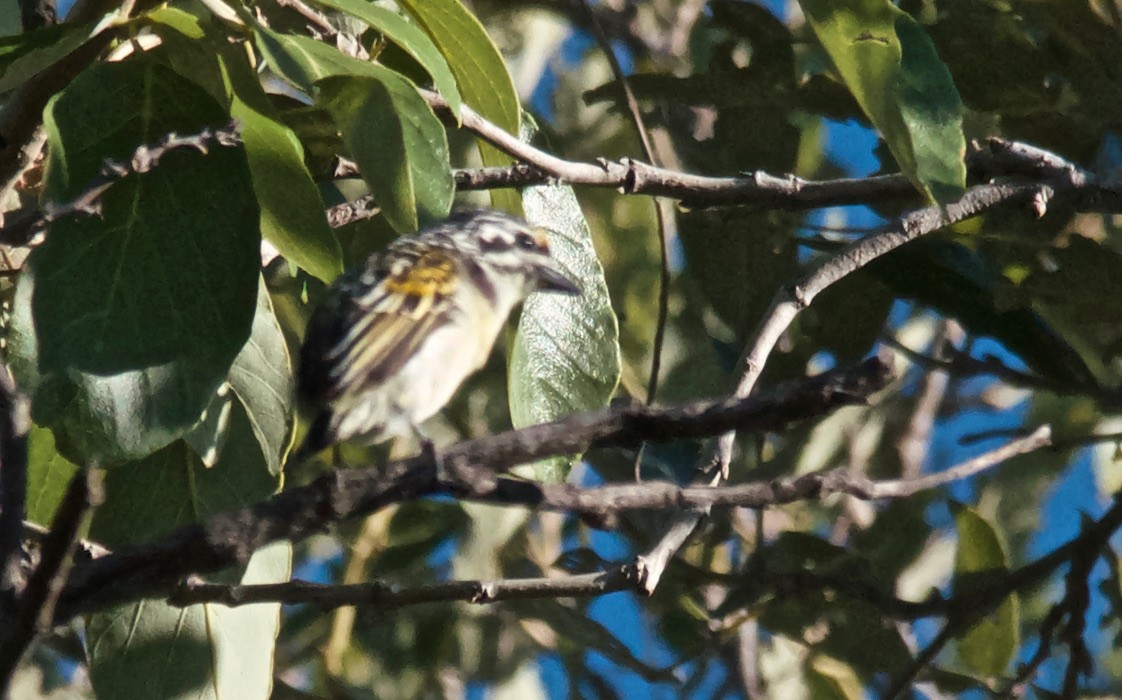 Yellow-fronted Tinkerbird - ML650690329