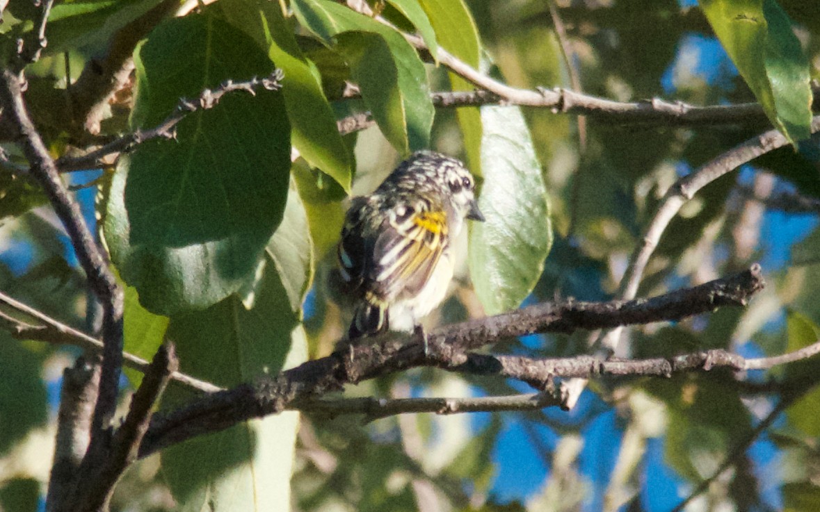 Yellow-fronted Tinkerbird - ML650690330