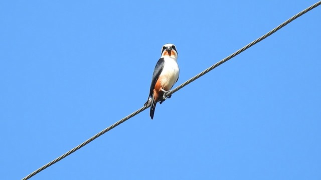 Falconete Acollarado - ML650690499