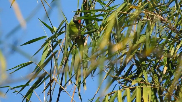 Cotorra de Finsch - ML650690519