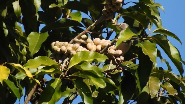 Estornino Cabecigrís - ML650690537