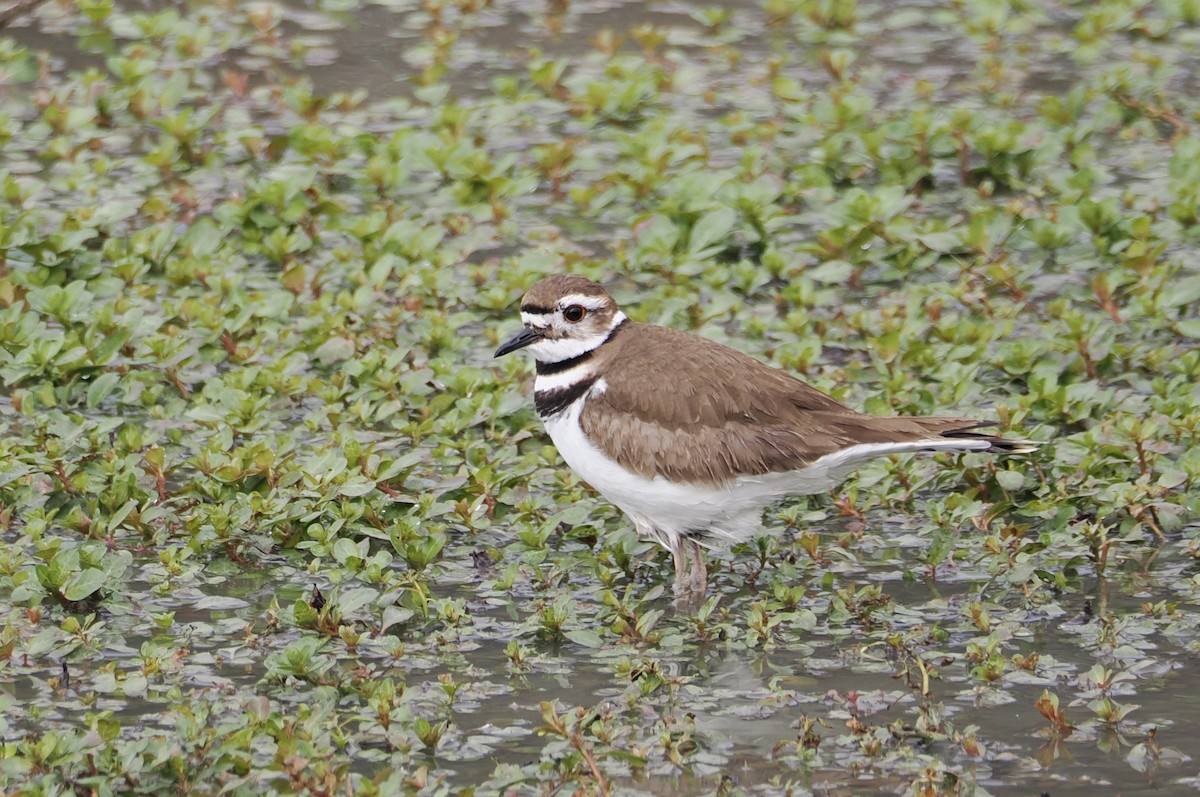 Пісочник крикливий - ML650690575