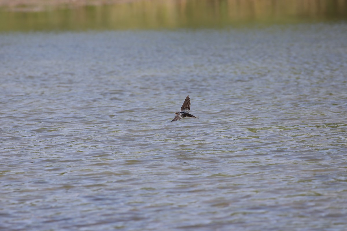 Golondrina Común - ML650690579