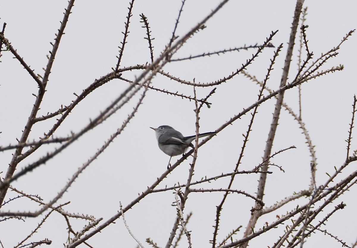 Комароловка сиза - ML650690582