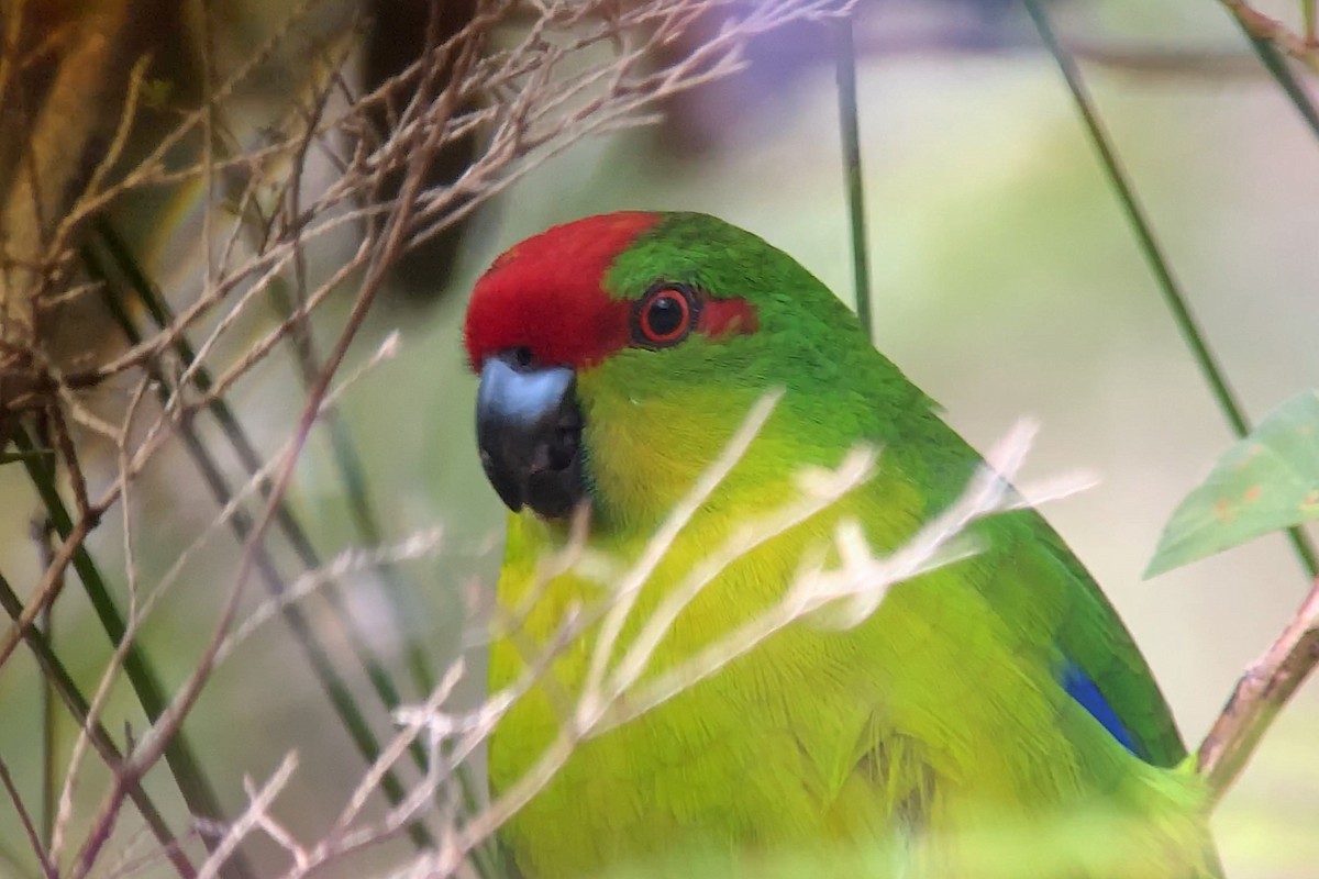 New Caledonian Parakeet - ML650690856