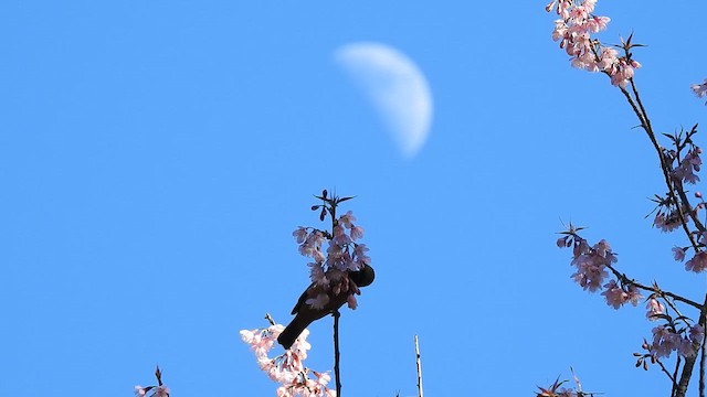 Verdín Ventrinaranja (Occidental) - ML650690893