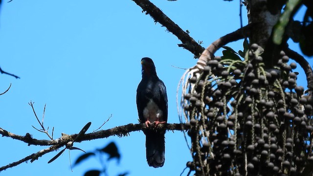 Caracara Gorjirrojo - ML650690929