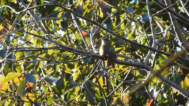 Bulbul Ojigrís (grupo propinqua) - ML650690955