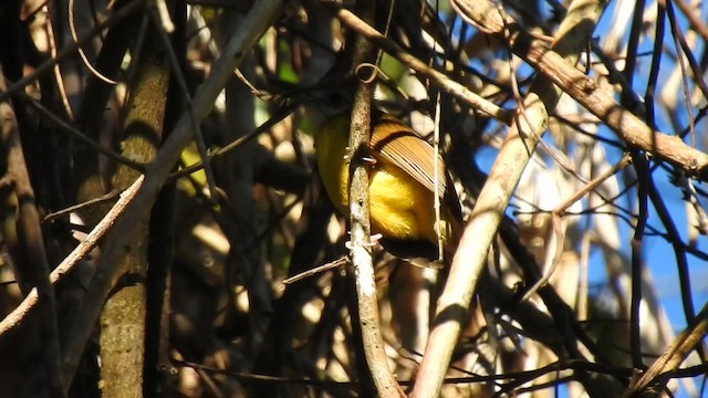 Bulbul Frentigrís - ML650690965