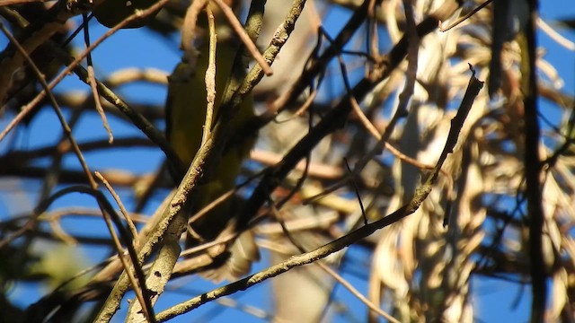 Bulbul Frentigrís - ML650690966