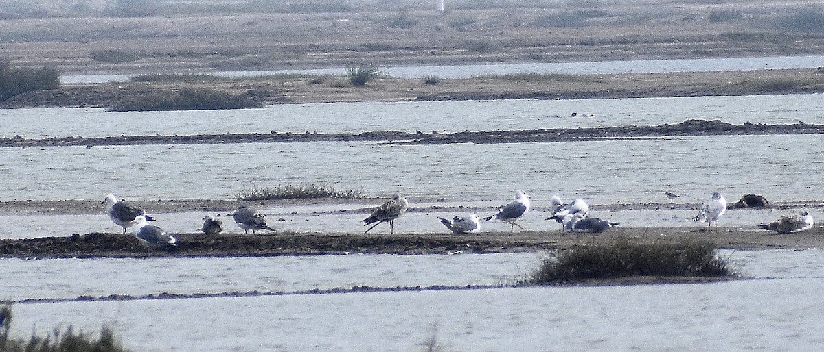 Larinae sp. - ML650691013