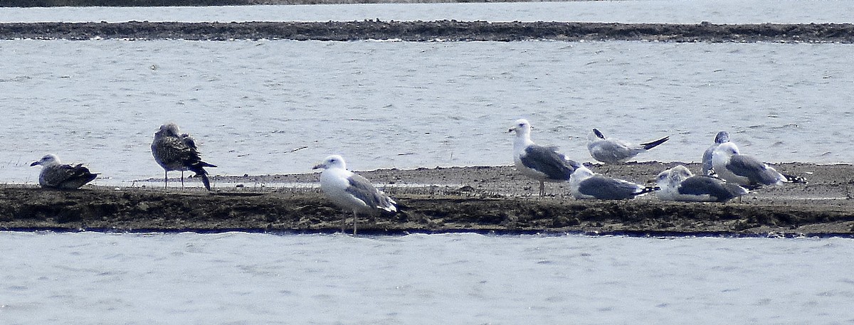 Larinae sp. - ML650691014