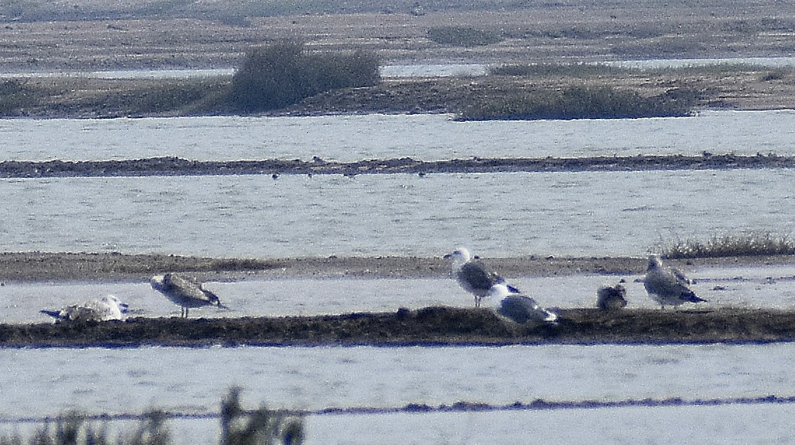 Larinae sp. - ML650691015