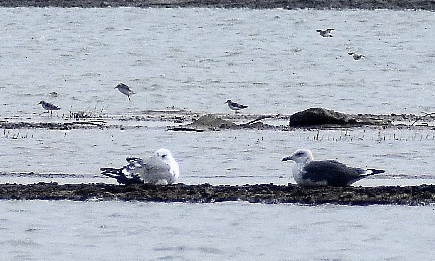 Larinae sp. - ML650691016