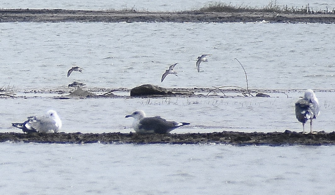 Larinae sp. - ML650691017