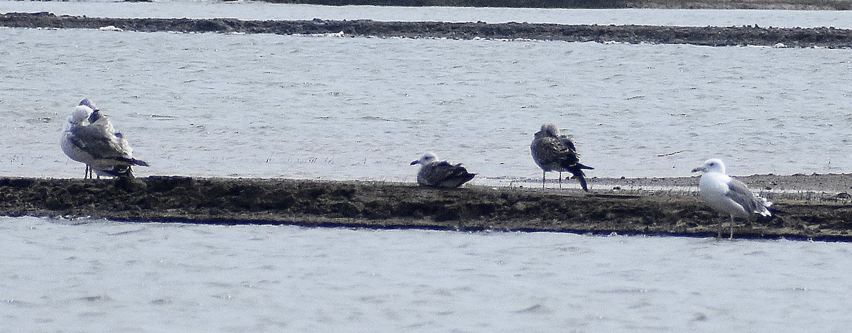 Larinae sp. - ML650691018