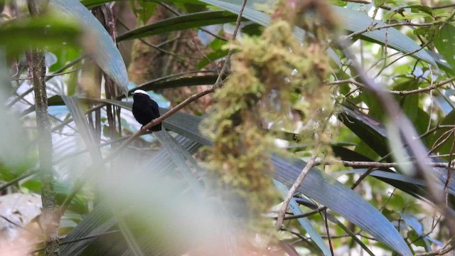 Saltarín Coroniblanco (coracina) - ML650691195