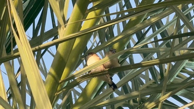 Capuchino Picoplata Indio - ML650691262