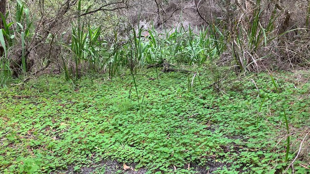 Noisy Scrub-bird - ML650691748