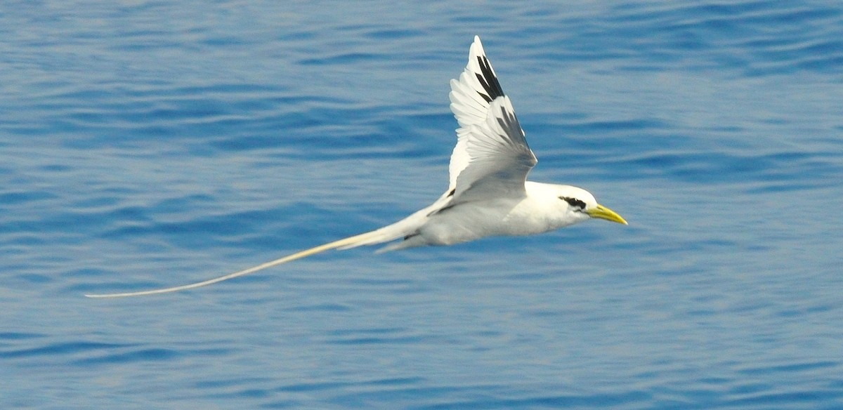 småtropikkfugl (dorotheae) - ML650691850