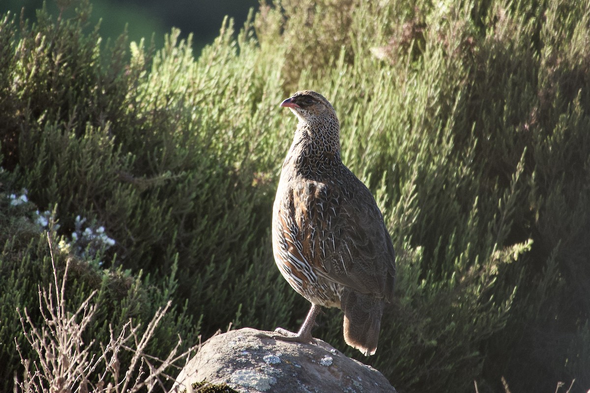 Chestnut-naped Spurfowl - ML650692078