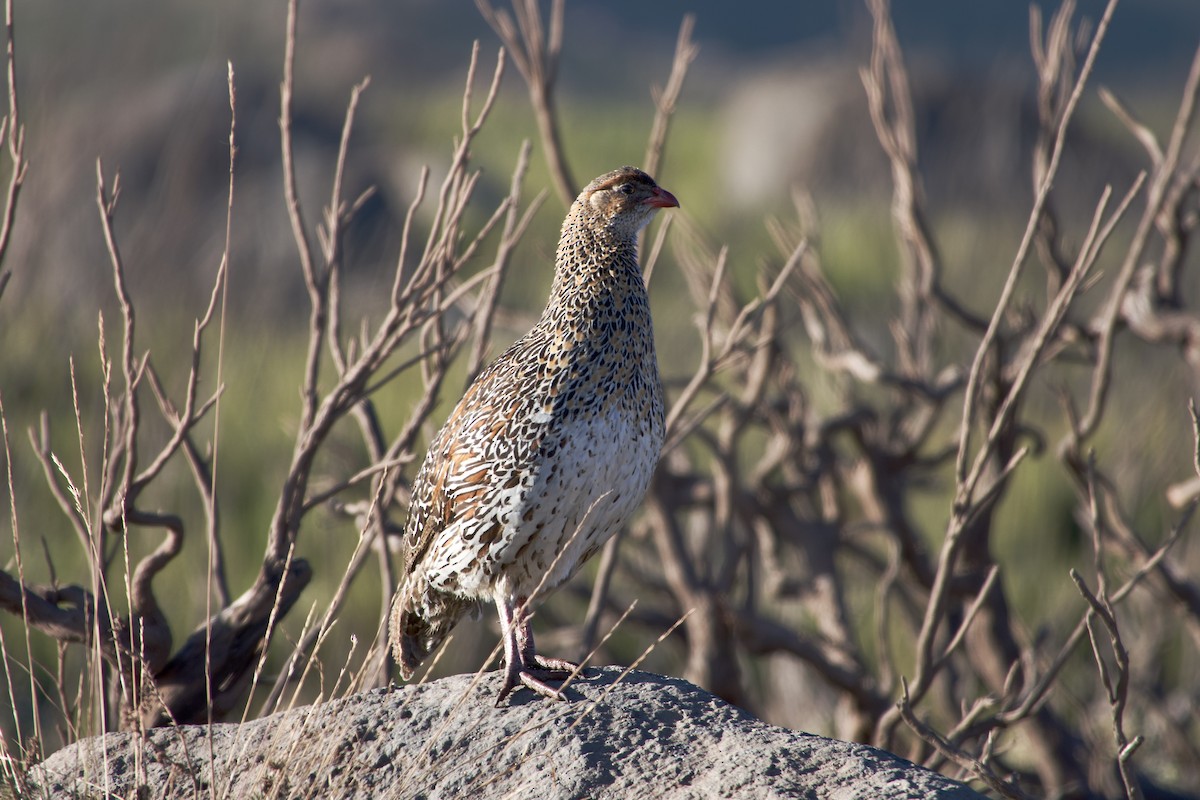 Chestnut-naped Spurfowl - ML650692081