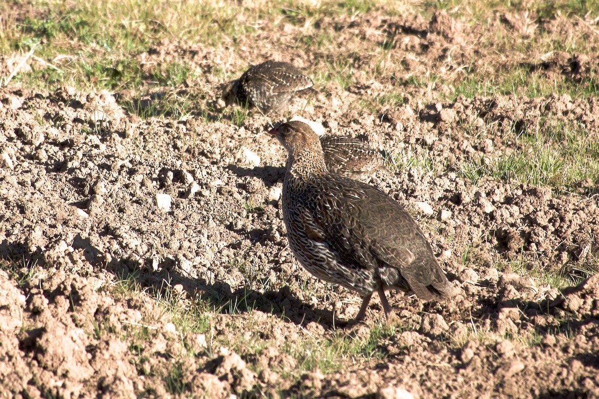 Chestnut-naped Spurfowl - ML650692176