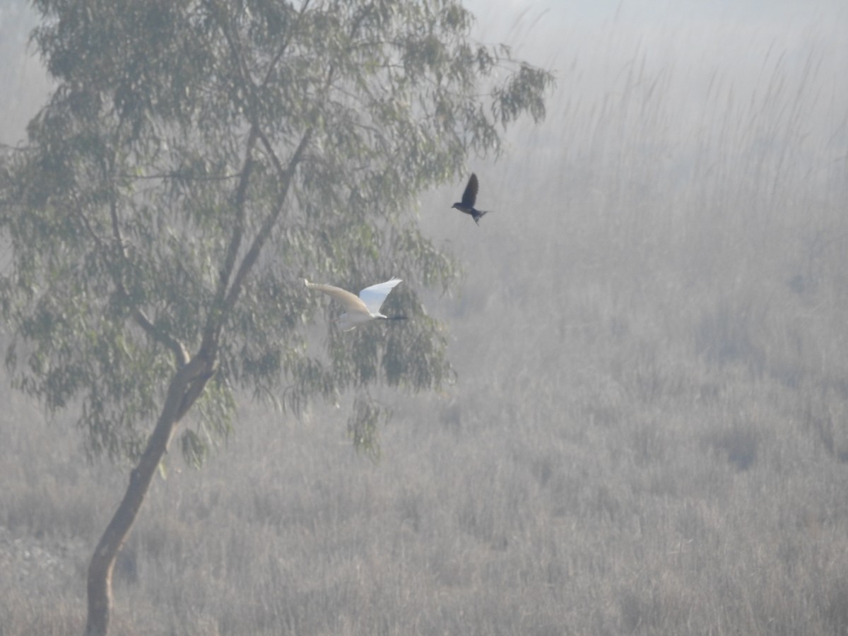 Golondrina Común - ML650692479