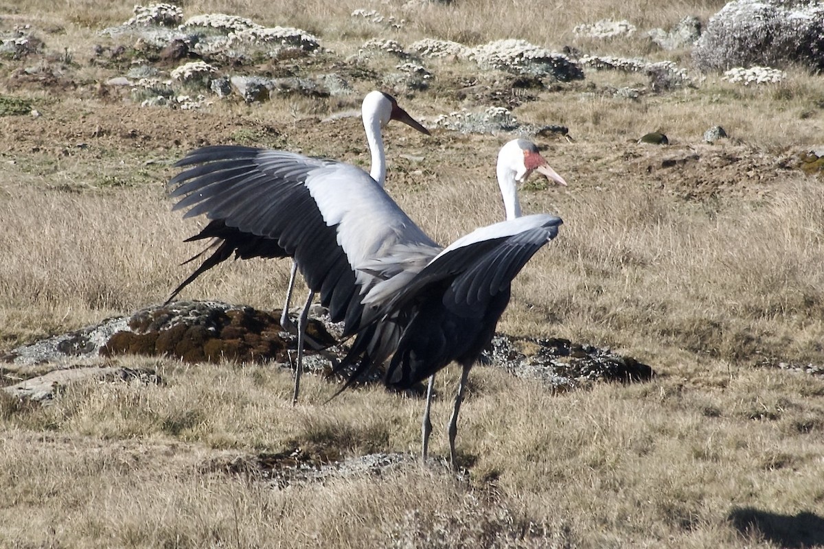 Журавель білошиїй - ML650692622