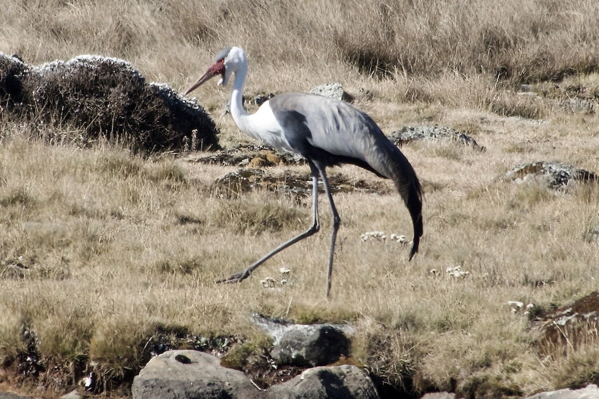 Журавель білошиїй - ML650692623