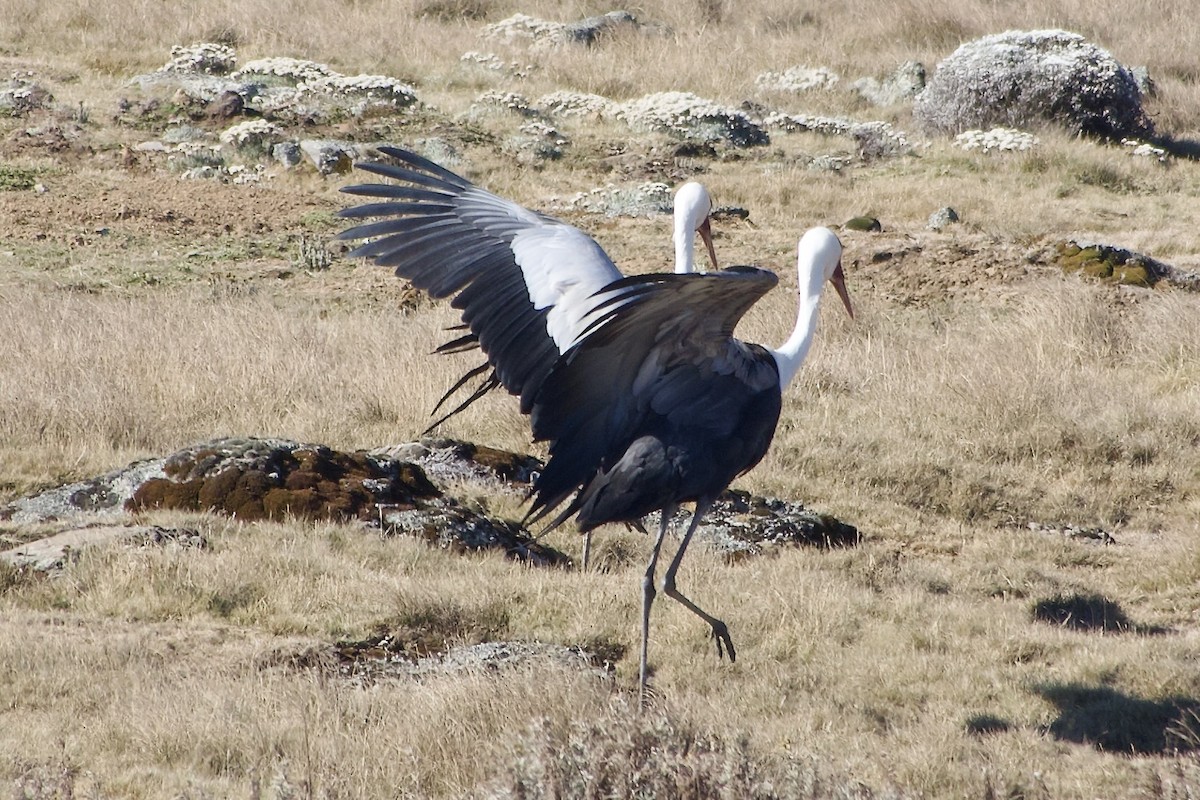 Журавель білошиїй - ML650692625
